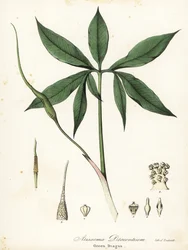 Green Dragon or Dragon-root, Arisaema Dracontium