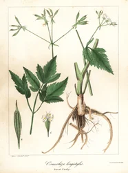 Long-Styled Sweet-Cicely, Longstyle Sweetroot or Sweet Cicely, Osmorhiza longistylis
