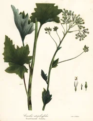 Pale Indian Plantain, Arnoglossum Atriplicifolium