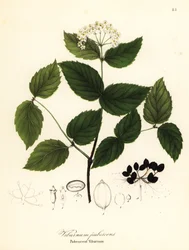 Pubescent viburnum