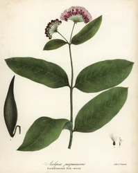 Purple Milkweed, Asclepias purpurascens
