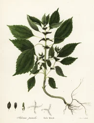 Rich weed