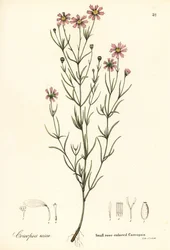 Small rose-coloured coreopsis