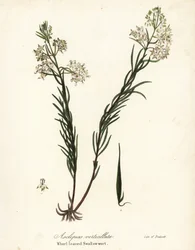 Whorled milkweed, eastern whorled milkweed, horsetail milkweed or whorl-leaved swallow-wort, Asclepias verticillata