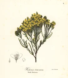 Woolly Beachheather, Beach Heather, Sand Heather or Woolly Hudsonia, Hudsonia Tomentosa