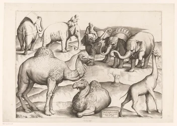 Eight Animals
