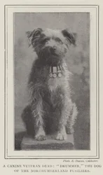 A Canine Veteran Dead, Drummer, the Dog of the Northumberland Fusiliers