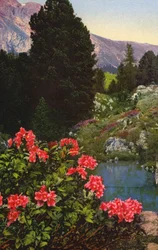 Alpine flowers: Rhododendron Ferrugineum