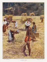 Gathering Rice