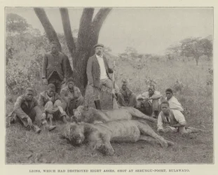 Lions, which had destroyed Eight Asses, shot at Sebungu-Poort, Bulawayo