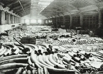 London Docks: Ivory Warehouse, 1895