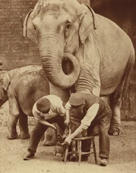Manicure at the Zoo Beauty Parlour