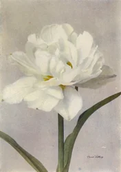 Schoonoord