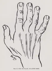 The Spatulate, or Active Hand