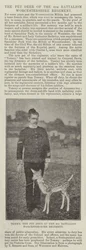 Tommy, the Pet Deer of the 4th Battalion Worcestershire Regiment