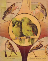 4th of cover: couple of birds and others birds, english