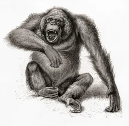 A Bornean Orangutan, Pongo Pygmaeus, Also Spelled Orang-utan, Orangutang, or Orang-utang. From Meyers Lexicon, Published 1924