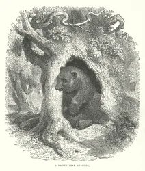 A Brown Bear at Home