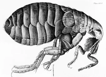 A Flea from Microscope Observation by Robert Hooke (1635-1703), 1665