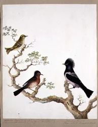 A Golden Crested Wren, a Dartford Warbler and a Rose Coloured Thrush or Ouzel