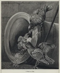 A Nest in a Gun