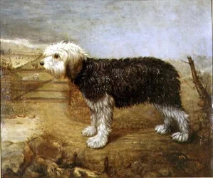 A Sheepdog, Fields Beyond