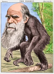 A Venerable Orang-Outang, a Caricature of Charles Darwin as an Ape