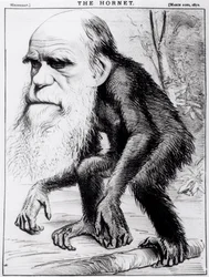 A Venerable Orang Outang, from 