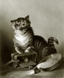 A Catastrophe