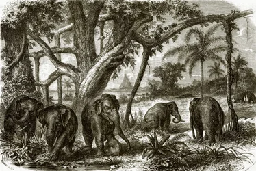 A Forest in Ceylon