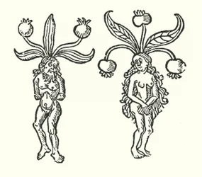 A pair of mandrakes from an old woodcut