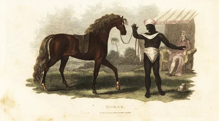 A Poor Arab Refuses to Sell His Mare to a Rich Buyer When He Discovers the Buyer is European