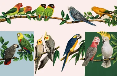 All sorts of Pretty Parrots (illustration)