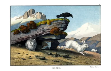 Alpine Hare