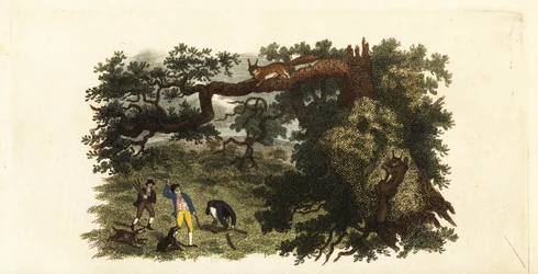 American settlers throwing sticks at grey squirrels in trees