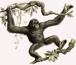 An Orangutan