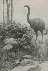 An Extinct Inhabitant of New Zealand