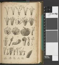 An Introduction to Botany, by Carl von Linné
