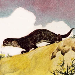 An Otter