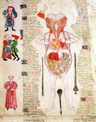 Anatomical diagram, from 