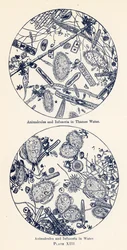 Animalcules and Infusoria in Water