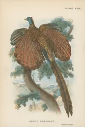 Argus Pheasant