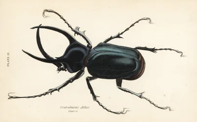 Atlas beetle, Chalcosoma atlas (Scarabaeus atlas)