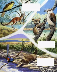 Australian animals montage