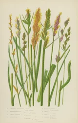 Axillary-Clustered Carex, Boenninghausen