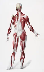 Back of the Male Human Body Showing Muscles, Sinews, and Bones, from The Vessels of the Human Body, edited by Jones Quain and William Wilson, published by Taylor and Watson, London in 1837