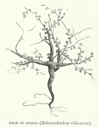 Balm of Gilead, Balsamodendron Gileadense