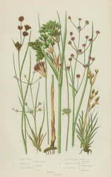 Baltic Rush, Thread Rush, Great Sharp Sea Rush, Black Headed Jointed Rush, Shining-Fruited Jointed