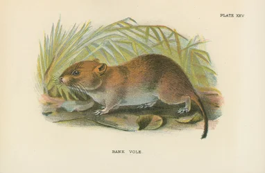 Bank Vole