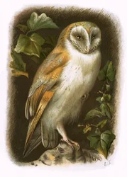 Barn Owl